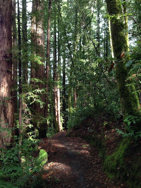 Off-roading: My Trail Run Debut